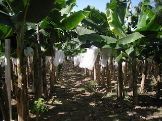 plantains, La Bomba, Jutiapa, Honduras