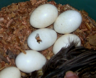 hatching chick, La Ceiba, Honduras