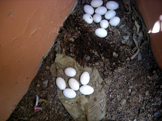 bantam eggs, La Ceiba, Honduras