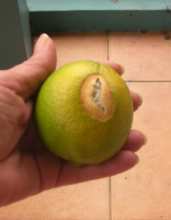 lemon, La Ceiba, Honduras