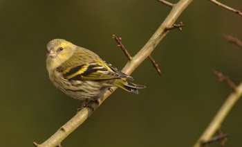 FEMALE-SISKIN.jpg