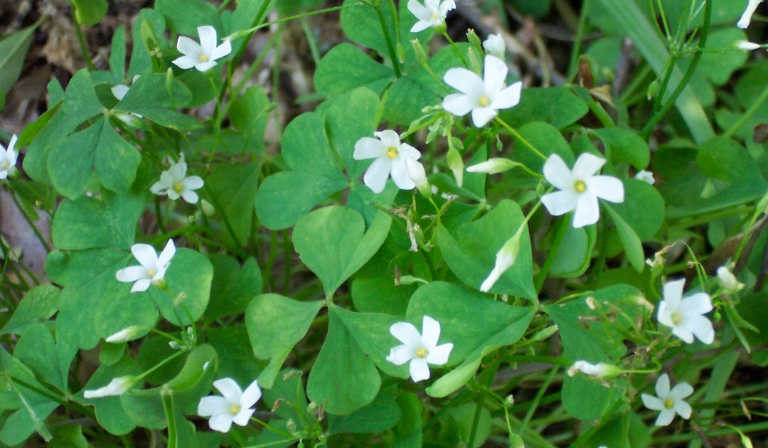My Garden Pictures White Oxalis