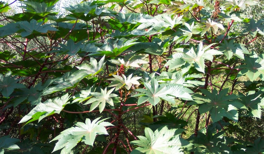 My Garden Pictures Castor Bean
