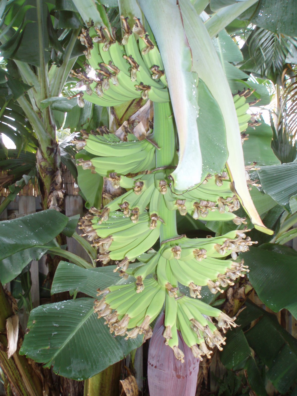 South Florida Gardening Blog: Banana Plant (Musa spp.)