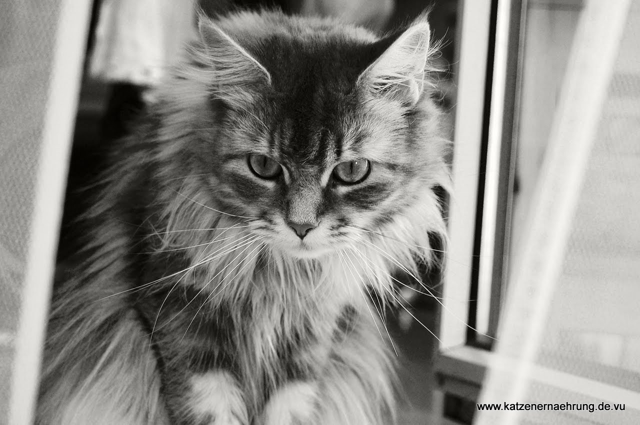 Katzenfibel Aber Meine Katze Braucht Doch Was Zum Knuspern