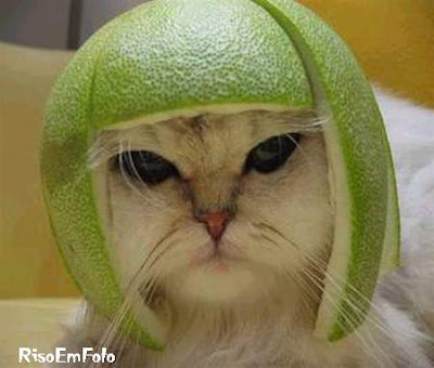 Gato, nada feliz, usando um capacete feito da casca de uma laranja.