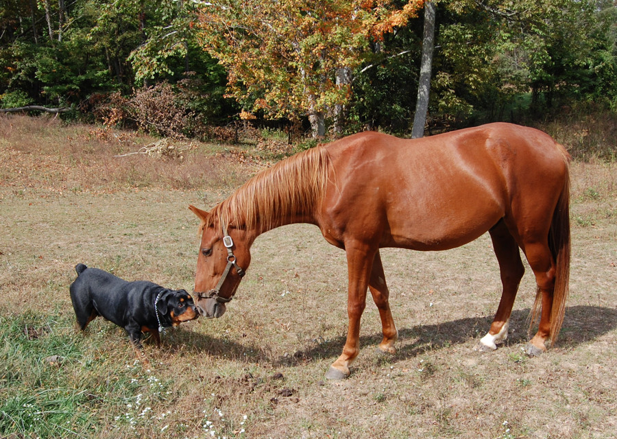Living with Rottweilers I found a few more things that Ruff doesn't like.