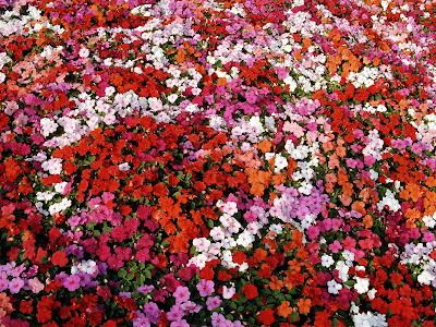 artful flowers wallpapers free download flower nature chart