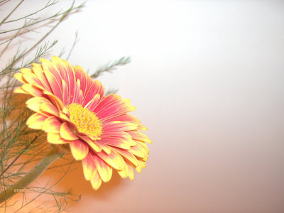 mail order bride mexican