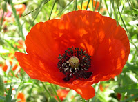 coquelicot de la Somme