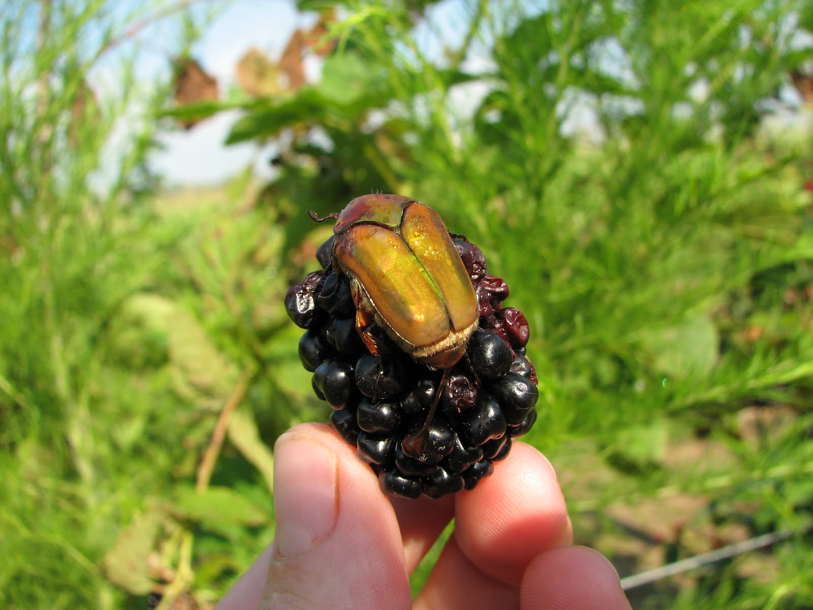 NC Small Fruit & Specialty Crop IPM Other noteable blackberry insects