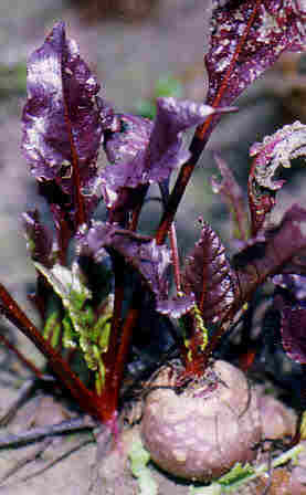 [kirmizi-pancar.jpg]