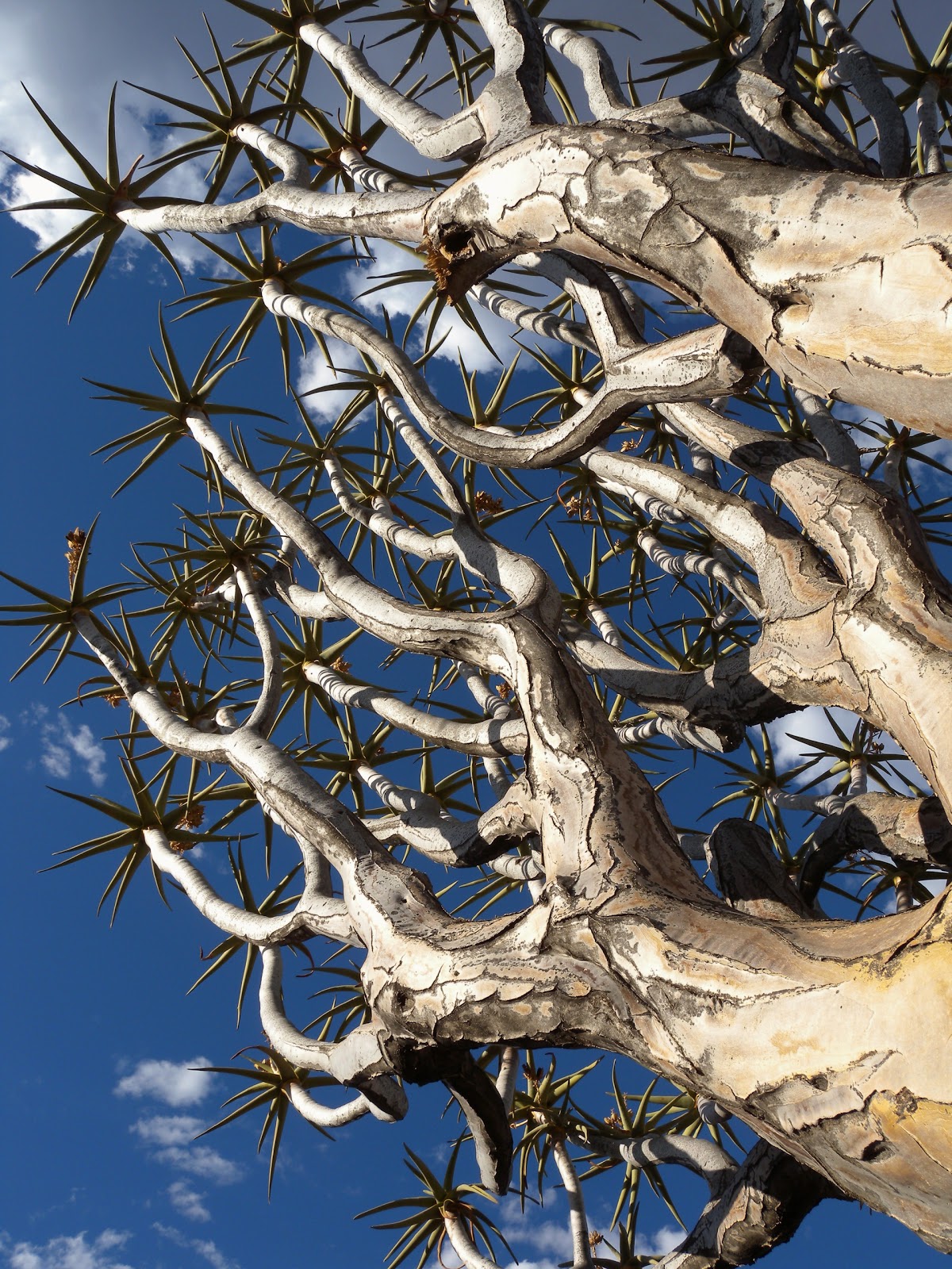One Big Cat's Diary: Quiver tree forest
