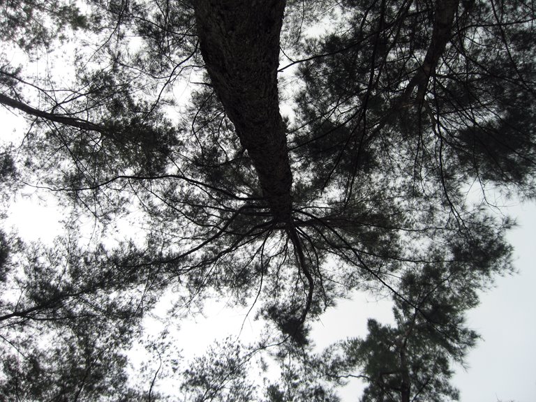 NATURE... OUR SHELTER, OUR RESPONSIBILITY