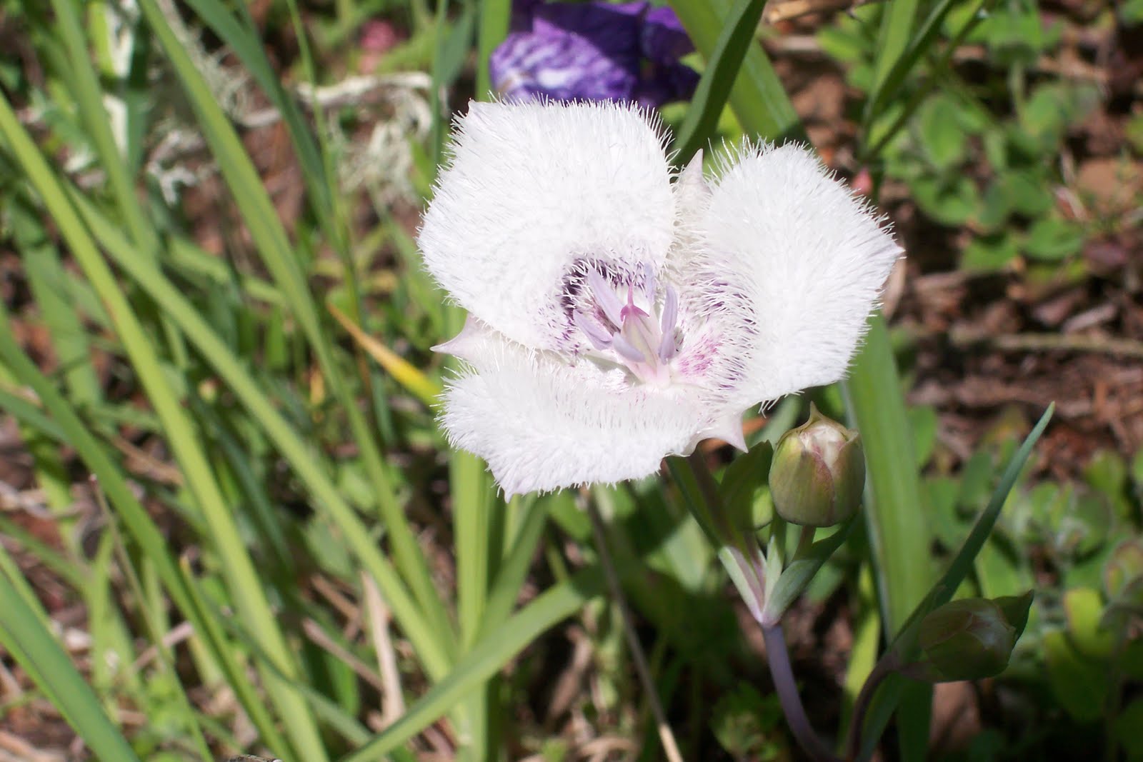Waxing and Waning - The Cousin Connection: Botanical Specimens - Cat's