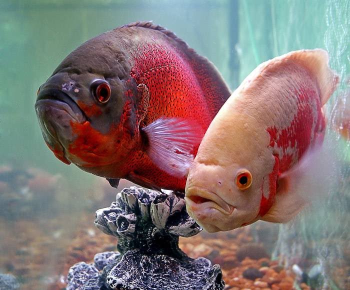 fiesh