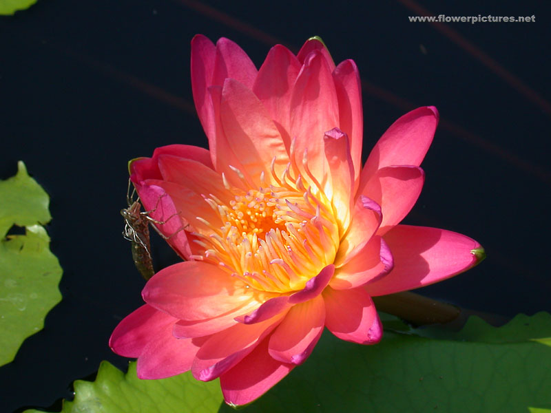 Artificial Flowers and Arrangements For Sale and Order WATER LILY