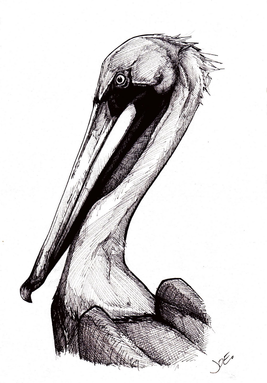 Fluid Mind Productions: Brown Pelican