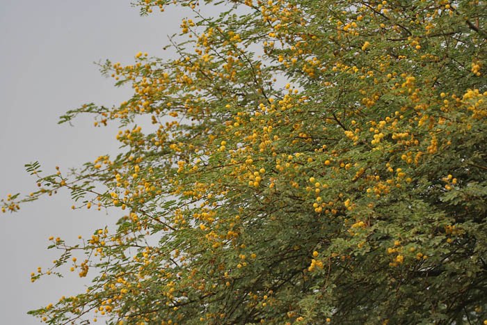 Babool In A Reverie: #33. Acacia