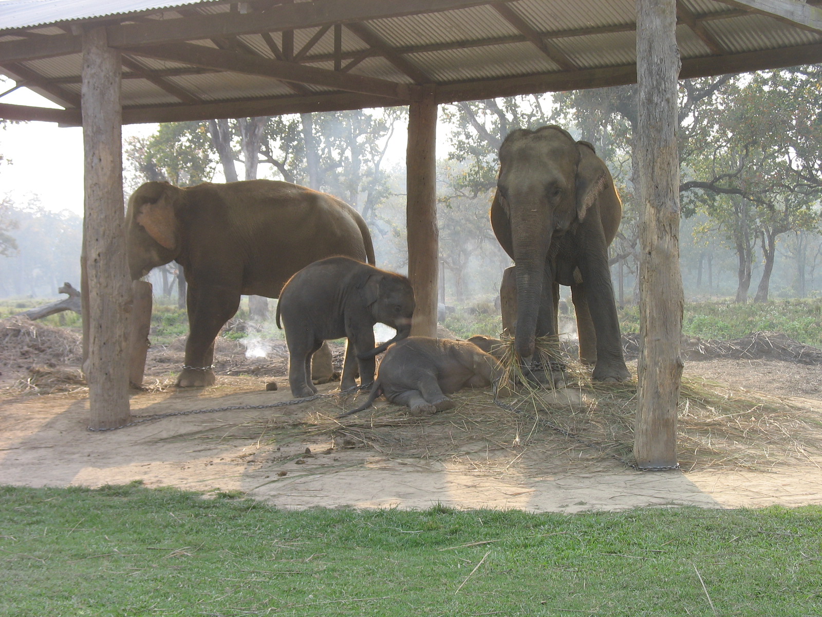 goddessoftheconfluence: Elephant Breeding Center, Nepal