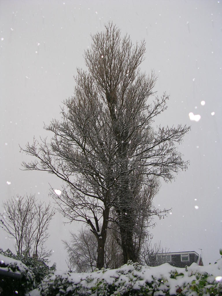 [21dec09+Snow+on+Tree_1.JPG]