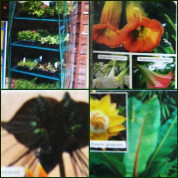 LIVING THE GARDENING LIFE Thompson & Seed Catalogue Arrives!