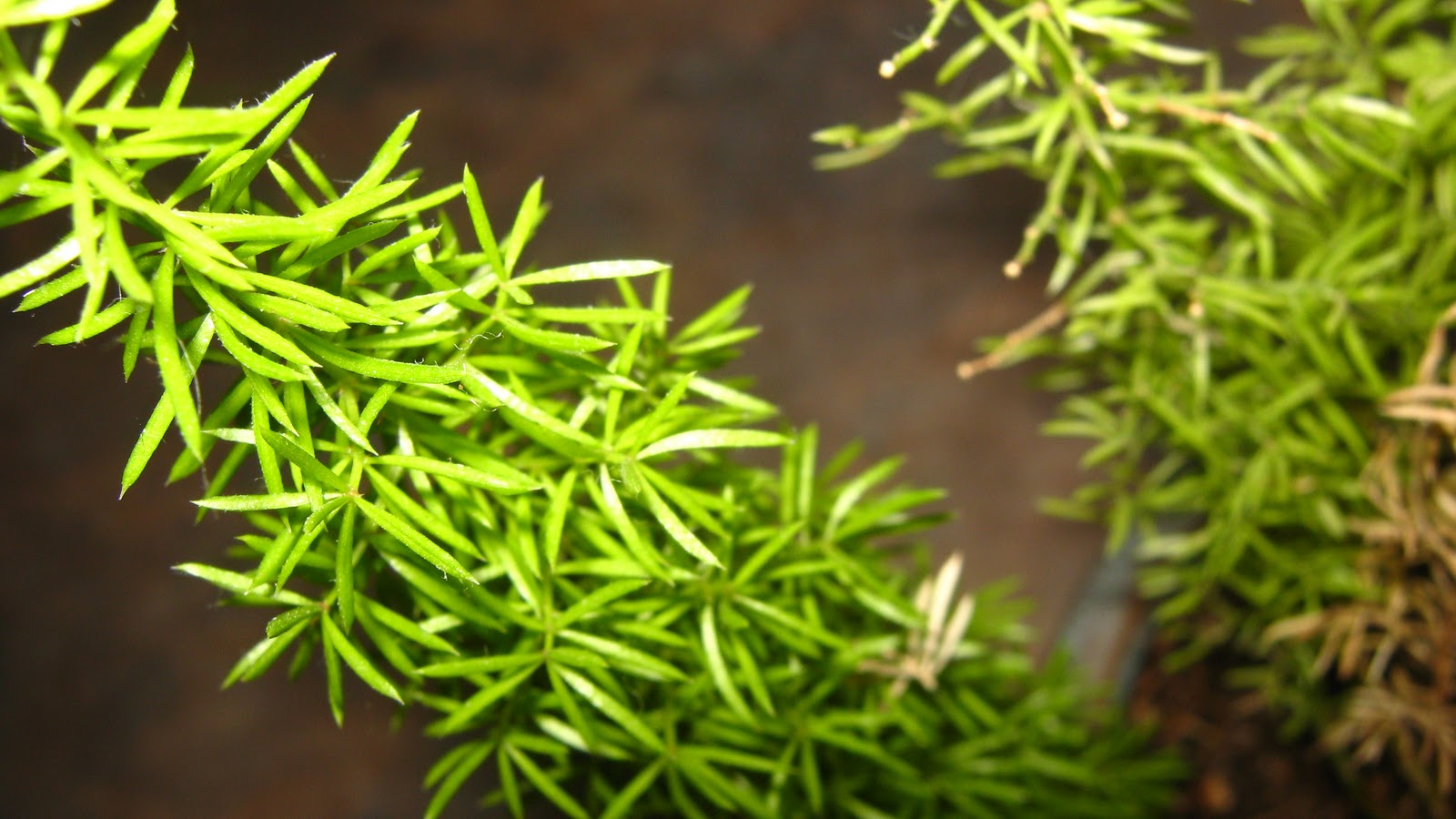 LIVING THE GARDENING LIFE Asparagus Fern Macro Monday
