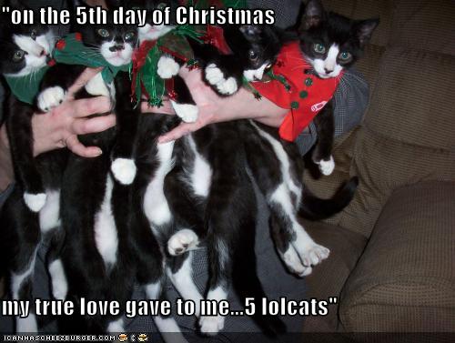 [funny-pictures-you-got-five-lolcats-for-christmas.jpg]