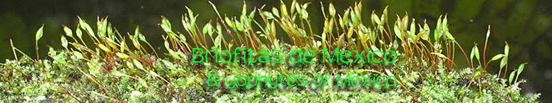 Briofitas de Mexico