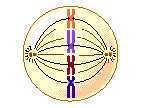 [metafse.bmp]
