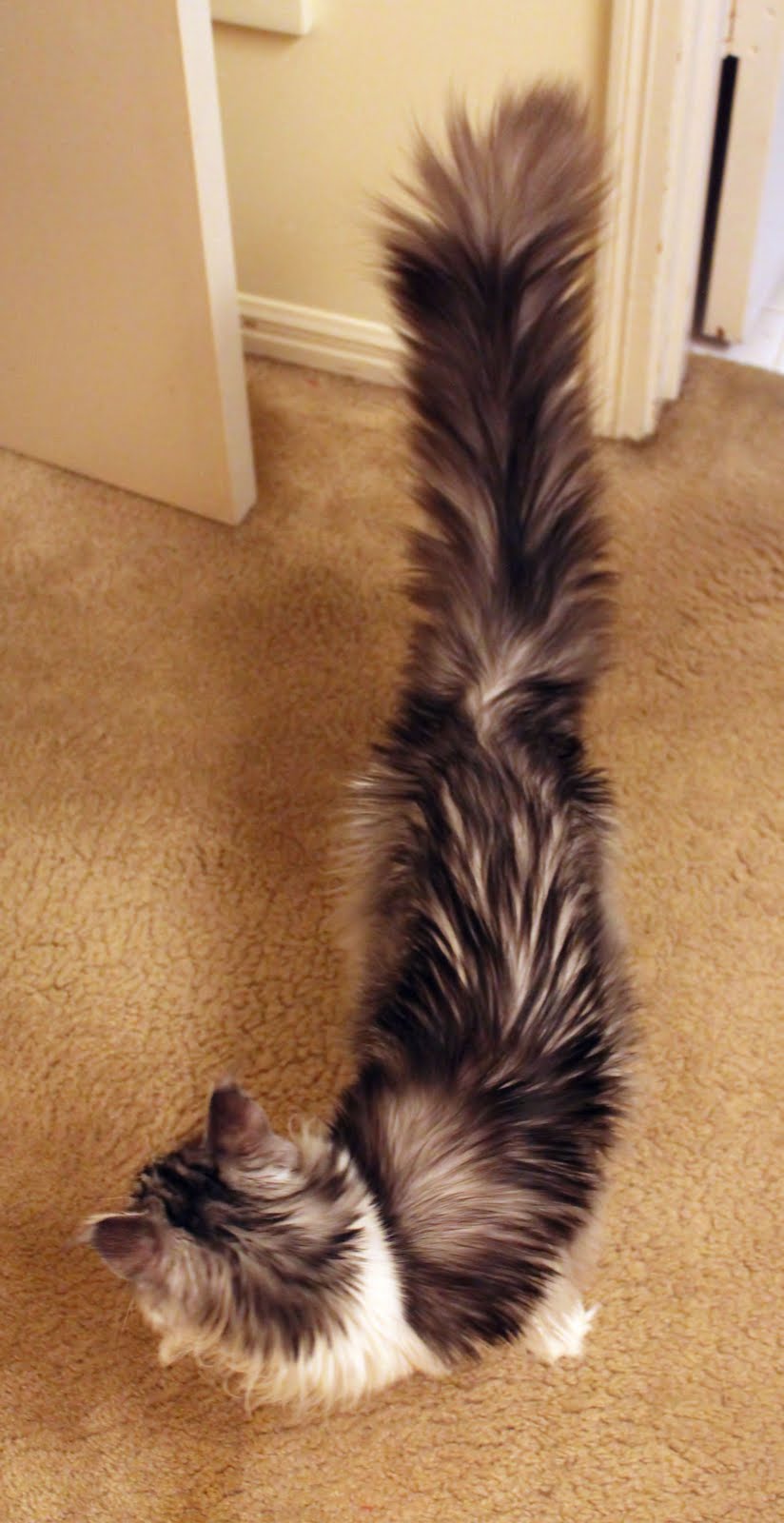 a blog about a cat Fluffy tail