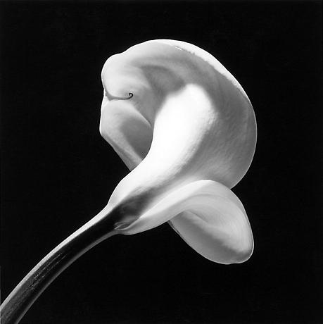 [Tulip,+1985.jpg]