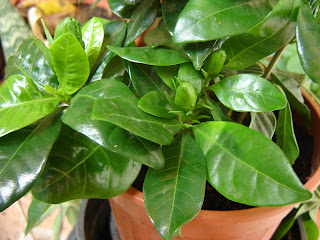 Ven al jardín..: CUIDADOS DE LA GARDENIA