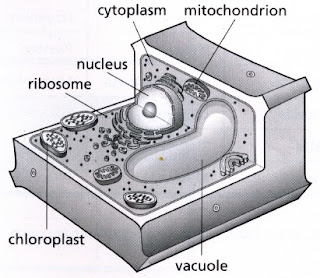 Acadian Snyder 306: 8-4 & 8-7 Science Nov. 1 to Dec. 10th