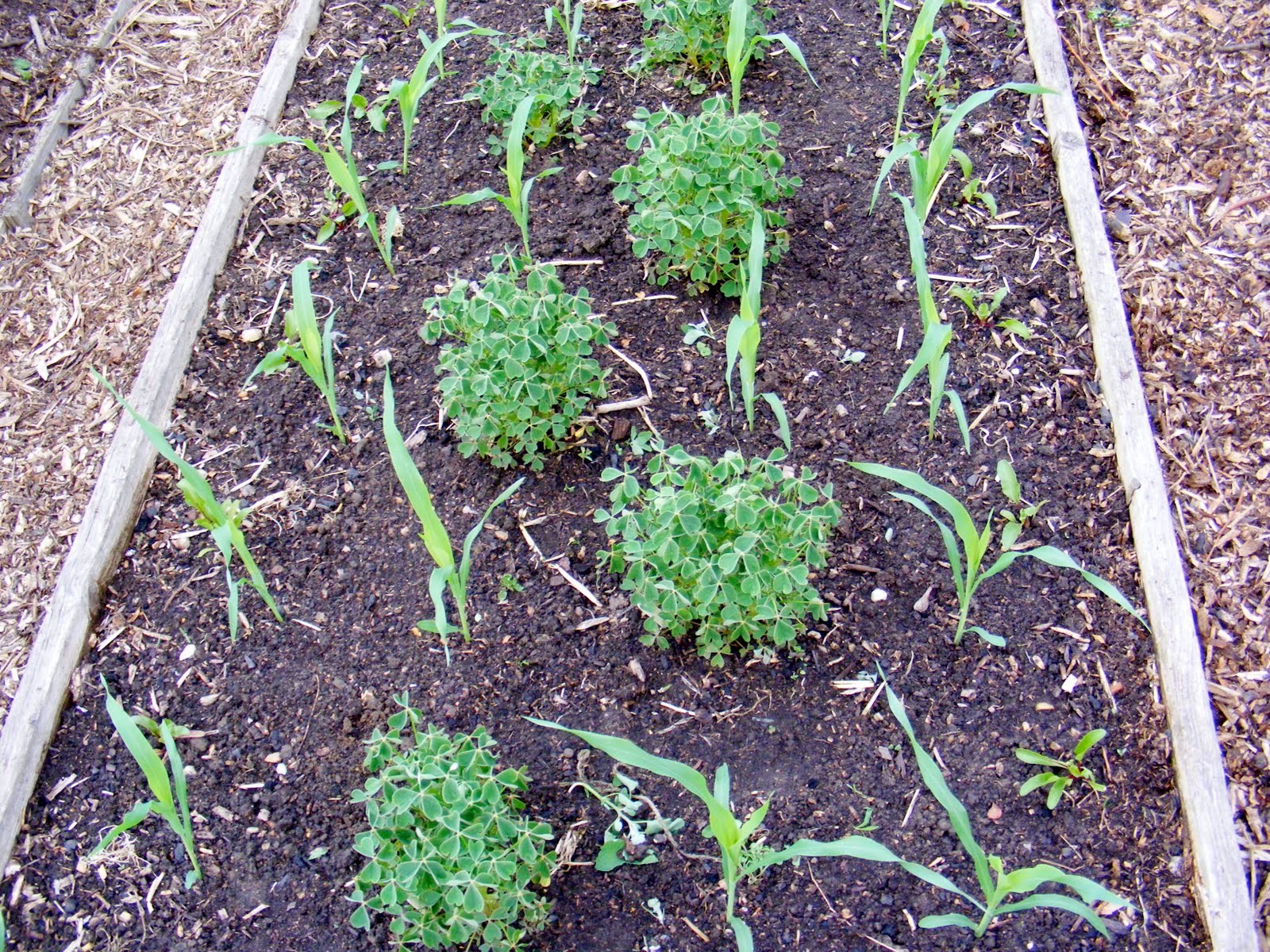 Growing Oca Oca / Sweetcorn Bicrop