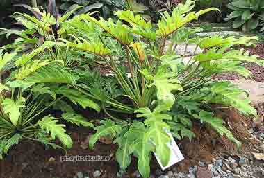 Philodendron xanadu 'Gold'
