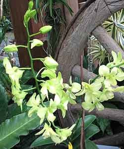 Dendrobium Aridang Green