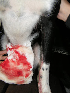Dog Hurt Foot Natural Pain Reliever Dog Hurt Foot Natural Pain Reliever