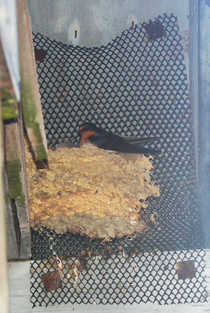[swallows2009+001.jpg]