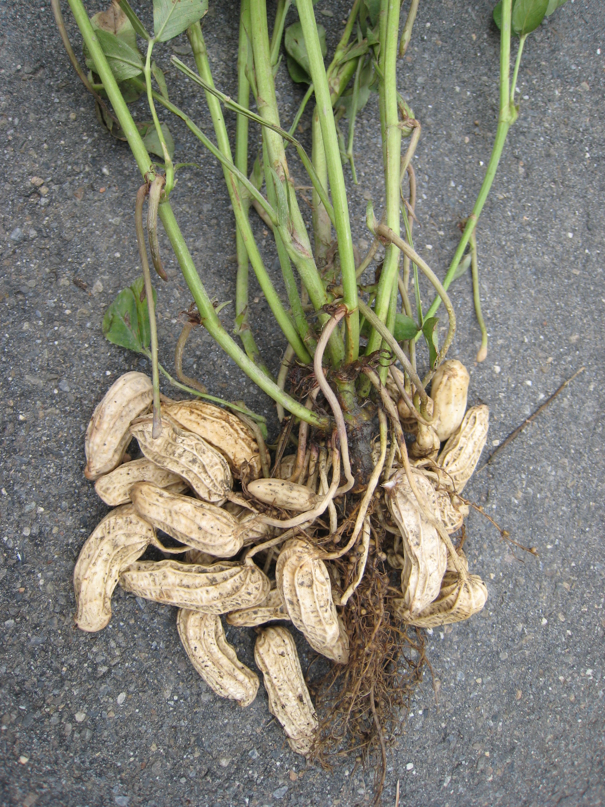 幸福花生: 花生根含高量抗癌成分