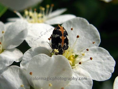 White spirea flower with insect