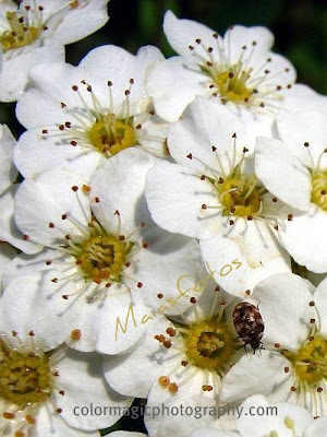 Spirea shrub-white flower-macro