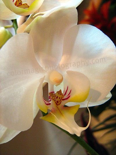 Beautiful white orchid-macro photo