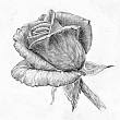 Beautiful rose-pencil drawing