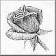 Learn to draw a rose