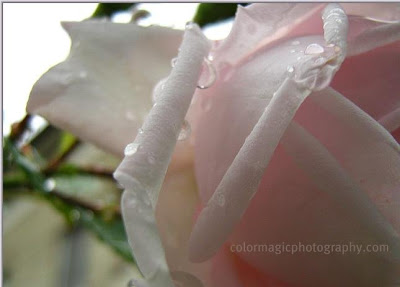 Raindrops on a pink rose