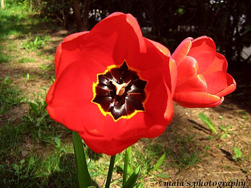 Red tulip-macro