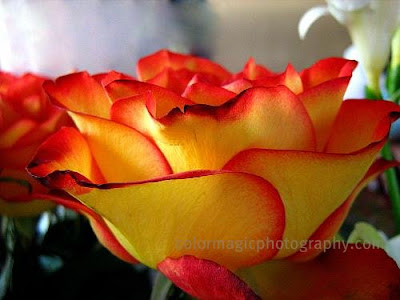 Red-yellow rose-macro