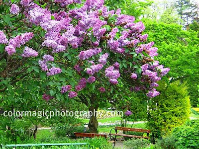 Blooming lilacs