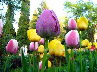 Violet and yellow tulips